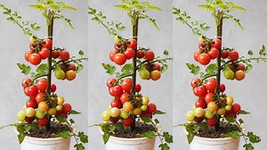 6.7K views · 32 reactions | HOW TO PROPAGATE TOMATOES EFFECTIVELY | H&H Gardening World | Facebook
