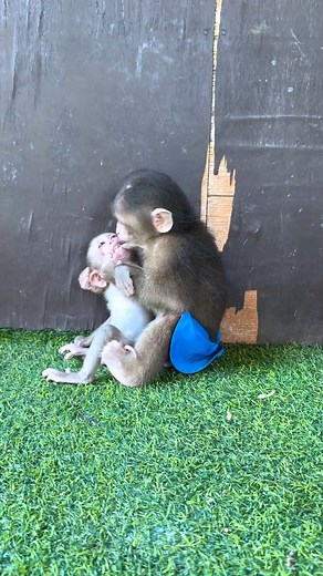 #MonkeyFun #MonkeyAdventures #WildAndFree #JungleLife #CuteAnimals #MonkeyVibes #BananaLover #PrimatesOfInstagram #SavetheMonkeys #WildlifePhotography | Baby Monkey C