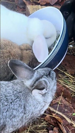 Tiny Bunny Paws – Slow-Mo Hops That Melt Hearts 🐾🐇
