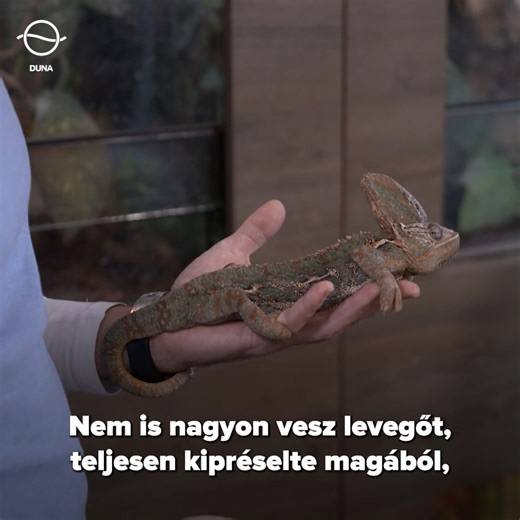 A Noé barátai a sisakos kaméleonnal is megismerkedhetnek adásunkban. #allatok #noebaratai | Duna Televízió