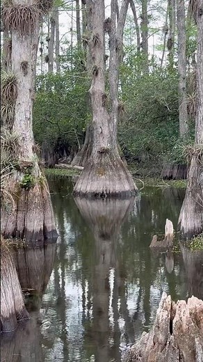 Watch the full video now!!! #everglades #florida #wild #tree #water #crazy #evergladesnationalpark