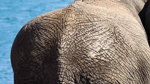 88K views · 894 reactions | Hunting in Africa is a pretty...