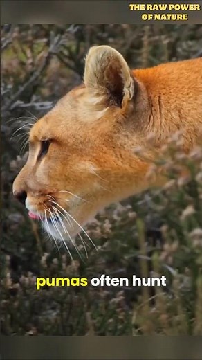 Puma Family Hunts a Guanaco