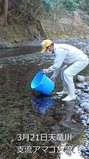 Amago trout release in a tributary of the Tenryu River, March 21, 2026