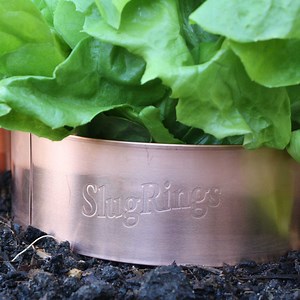 Slug Copper Rings - Pest Control at Harrod Horticultural