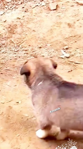 3K views · 19 reactions | koushik funny shorts  #fbpost2025シ #koushik #follower #viral #tranding | Koushik Dey | Facebook