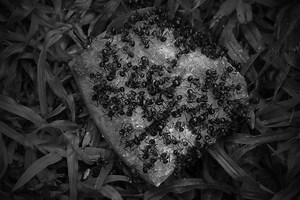 Have black ants in your house? (Don't worry, do THIS...)