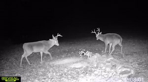 41 reactions | Buck fight! | Run 'n Arrow | Facebook