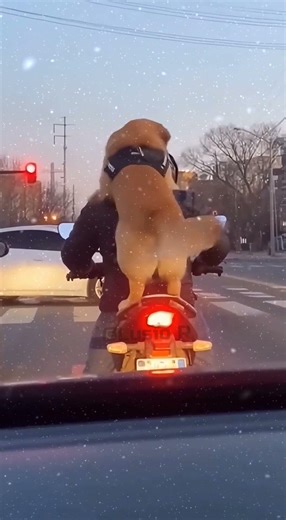 dog is dancing 😄 #DogDancing#funny#meme