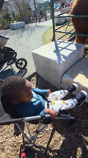 Seeing Alpacas At The Farmer's Market