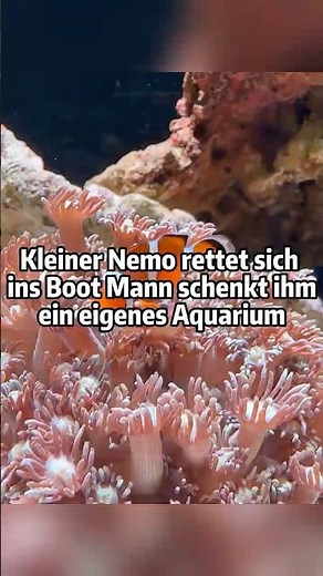 Kleiner Nemo rettet sich ins Boot Mann schenkt ihm ein eigenes Aquarium 🐠#NemoRettung #Meeresfische
