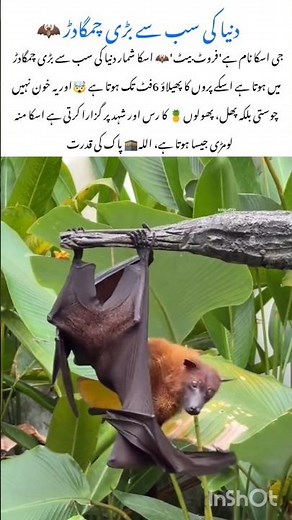 World's Largest Bat🦇 Meet the Giant Fruit Bat #fruitbat #naturefacts #nature #wildlife #shorts