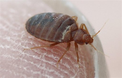Travelers beware: These U.S. cities have the worst bed bug infestations, with 4 of the top 14 in Ohio