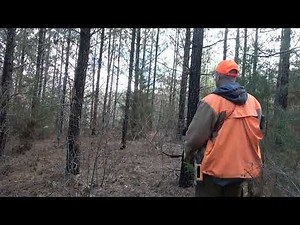 Virginia Rabbit Hunt with Beagles! Dogs lit the woods up!