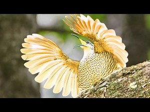 30 most beautiful birds in the world
