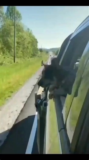 Chomp, chomp 😂 , , #blueheelersoig #queenslandheeler #heelermix #blueheelersofinstagram #heeler#heelers #australiancattledoglove #heelersofig #cattledogx #australiacattledog #australiancatledogmix | Australian Cattle Dog Official