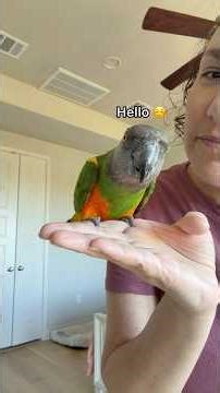 Meet the flock: Part 4 - Griffin 🧡 #senegal #rescue #birds #parrot