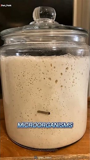 How Sourdough Starter ACTUALLY Works! 🍞✨
