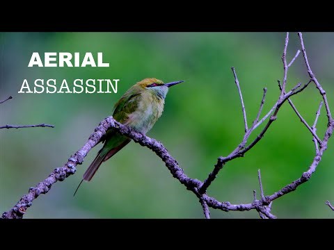 Asian Green Bee-eater: Bee's Nightmare