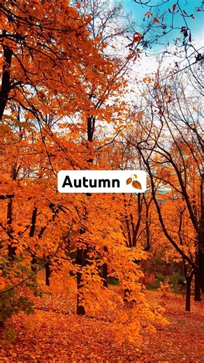 Autumn Vibes 🍂 | The Most Beautiful Season Ever”