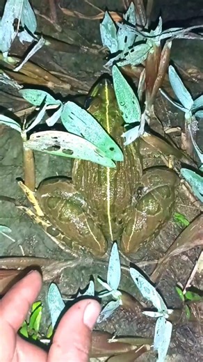 The FUNNIEST Frog Touching Moments EVER!