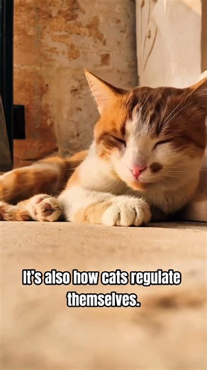 Purring Helps Cats Regulate