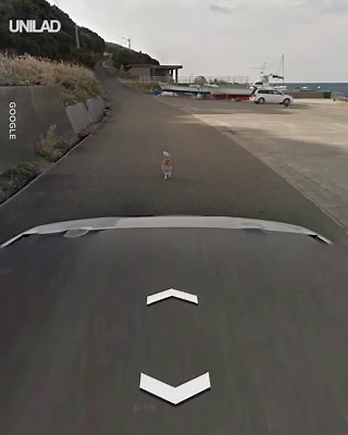 2.8M views · 48K reactions | The Google Earth camera car was given an epic chase by this good boy  | UNILAD | Facebook