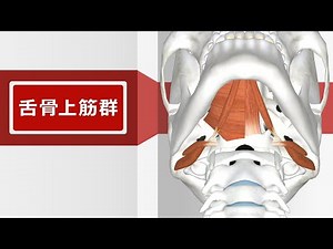 【筋肉動画図鑑】舌骨上筋群 - 筋肉研究所