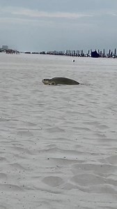 AMAZING!! 🐢 A female Kemp’s Ridley sea turtle crawled ashore to nest and lay her eggs on Pensacola Beach today! According to @esccounty - “Escambia County Public Works staked off the area around the nest to protect the nest from disturbances.” Sea Turtle Nesting Season began May 1st and runs through October, peaking in July and August. Video by Escambia County Oceana | Kaitlin Wright Meteorologist