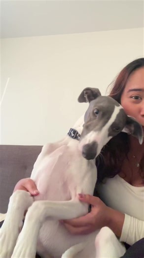 Let me go mama!!! 😭 #tanghulu #whippetdogslovers #noodlethewhippet