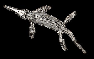 The rediscovery of ichthyosaur casts | Earth And The Environment