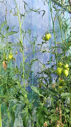 Tomatoes in the greenhouse 🍅