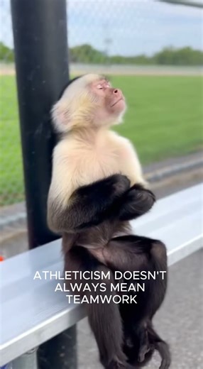 What happens if monkeys play basketball?