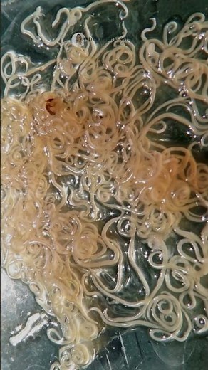 cutaneous larva migrans #biology #study #parasites #study #veterinary
