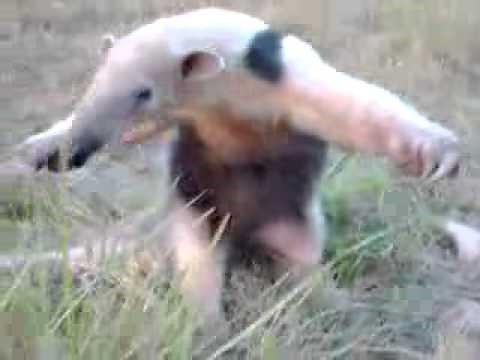Anteater standing on two legs