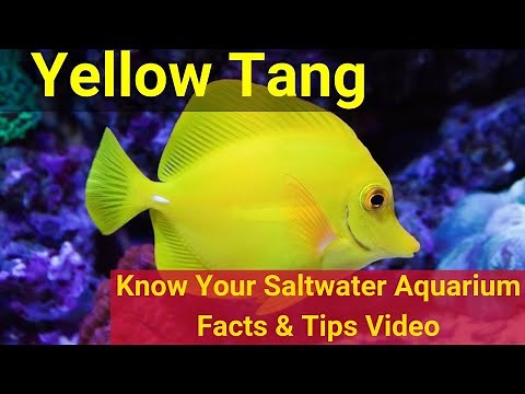 Yellow Tang (Zebrasoma flavescens). Know Your Saltwater Aquarium: Facts & Tips