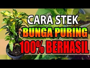 Cara Stek Bunga Puring Paling Gampang
