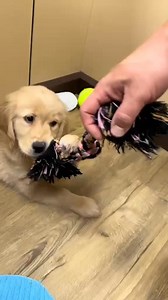 There's many pets to love at Petland! 🐶🐱🐦🐍🐰🐠 Stop in and play today! ♥️ . . . #Petland | Petland Pickerington