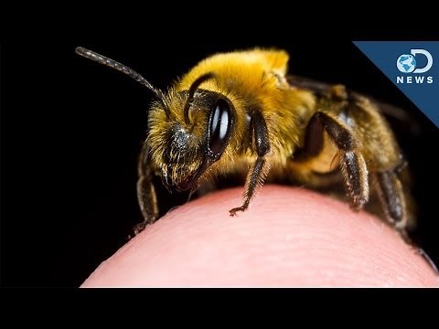 The Most Painful Places To Get Stung By A Bee