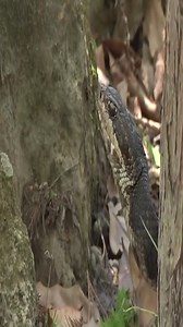 8.3M views · 77K reactions | Snake eating snake | Soul | Facebook