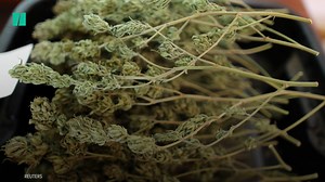 Hemp was originally made illegal because of xenophobia and racism in the 1900s. | HuffPost