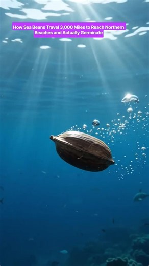 How Sea Beans Travel 3,000 Miles to Reach Northern Beaches and Actually Germinate #seabeans
