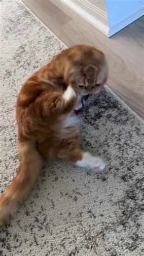 New toy unlocked. Composure not included. I will now sprint, pounce, and defeat this toy repeatedly while Mom watches the new season of Love Is Blind! #catsoffacebook #cats #myfluffy #newtoys #catsoftiktok