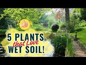 Garden Always Flooded? 5 SHOCKING Plants That LOVE Wet Soil! 😱🌱