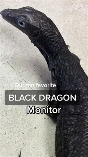 Exotic Pet Predator: The Black Dragon Monitor Lizard