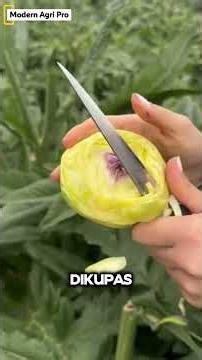 Proses Panen Pertanian Paling Memuaskan di Dunia! ✨ (Amazing Agriculture Harvest)