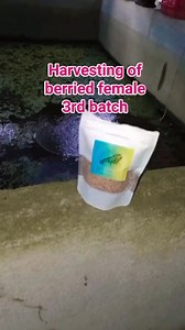 185 reactions · 1.4K shares | 3rd batch, harvesting of berried female. Using the crayfish egg layer by AquaCray Farms . #crayfishfarmingphilippines #crayfishfarming #crayfish #crayfishbreeder #australianredclaw #AustralianRedClawCrayfish #berriedcrayfish | Jinalyn Jangcan | Facebook