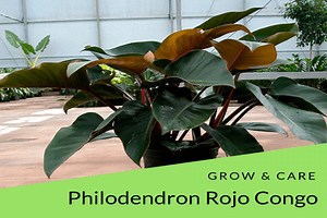 Philodendron Rojo Congo Care & Grow Tips - Philodendron Plant