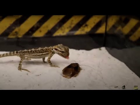 MEET OF THE MANTIS AND SCORPION and THE AGAMA ATE THE LOCUST!