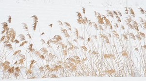 Pampas grass and snow